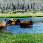 Ameryka Północna – Yellowstone (1998 r)